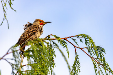 Bird In Tree
