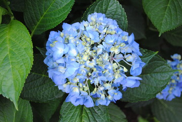 Light blue hydrangea flower in mid-summer bloom
