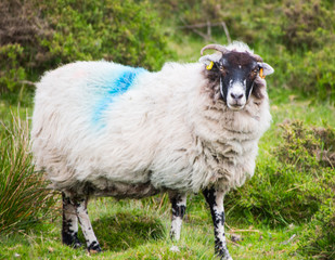 sheep in meadow, Wales, England