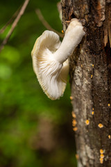 Mushroom growing in high tree