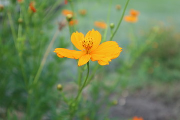 Yellow flower in the field.
