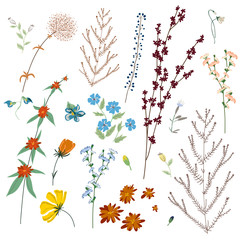 Big set botanic blossom floral elements. Branches, leaves, herbs, wild plants, flowers. Garden, meadow, feild collection leaf, foliage, branches. Bloom vector illustration isolated on white background