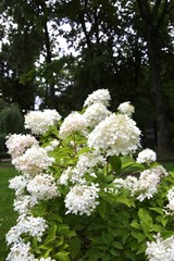Decorative bush with white flowers.