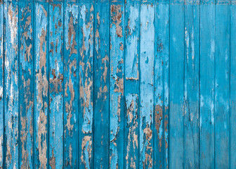 Fototapeta na wymiar Old wooden fence background many blue vertical peeling.