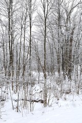 Winter landscape  of white snow in the forest