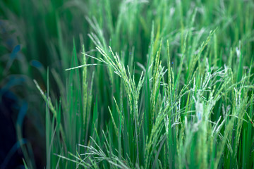 Fototapeta premium A close up view of a green rice field And surrounded by various species of trees, seen in scenic spots or rural tourism routes, livelihoods for farmers