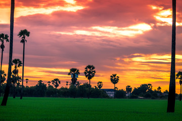 A close up view of a green rice field And surrounded by various species of trees, seen in scenic spots or rural tourism routes, livelihoods for farmers