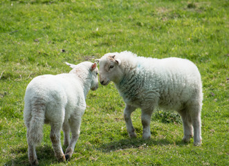 Obraz na płótnie Canvas playful lambs in meadow, Wales, England