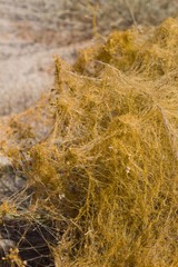 Vine like tan stems of Desert Dodder, Cuscuta Denticulata, Convolvulaceae, native herbaceous parasitic annual plant in the margins of Twentynine Palms, Southern Mojave Desert, Springtime.