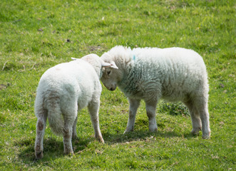 playful lambs in meadow, Wales, England
