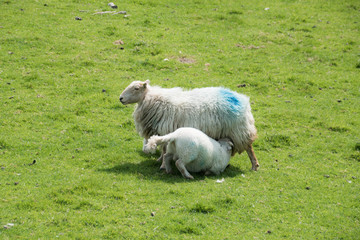 Obraz premium sheep and lamb, Wales, England 