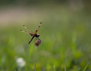 A Calico Pennant dragonfly (Celithemis elisa) on a plant in a green field