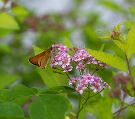 Skipper (Hesperiidae)on a pink milkweed flower with green summer background
