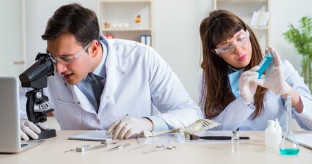 Paleontologists looking at bones of extinct animals