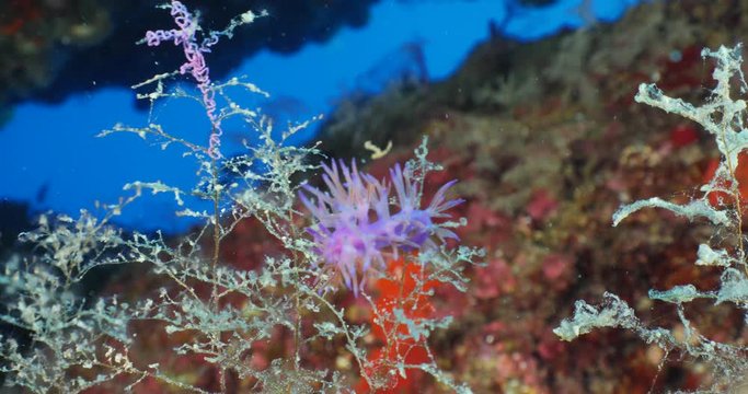 nudibranch flabellina nudi branch nudybranch  underwater slug ocean scenery