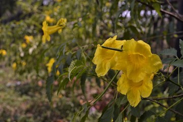 wild yellow flowers, summer tropical flowers