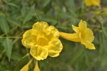 wild yellow flowers, summer tropical flowers