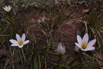 white water lily, tropical flower