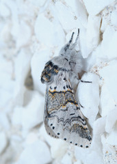 Swallow Kitten Moth - Furcula furcula
