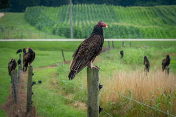 A turkey vulture perches on a post, with other vultures in the background among cornfields.