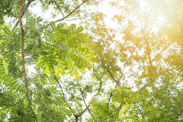 natural green leaves on tree background with flare from sunrise