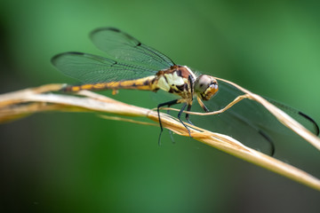 A female slate skimmer perches on a twig and it seems as if she's smiling. Apex, North Carolina.