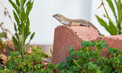 Lizard Reptile side profile overlooking for plants, hunting for prey from higher vantage point
