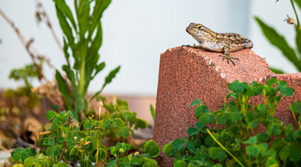 small lizard on red stone overlooking plants