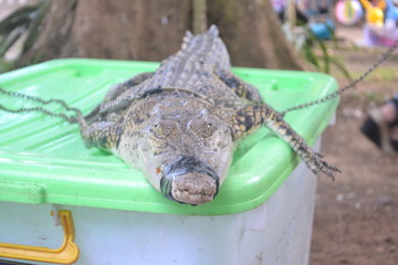 a river swamp alligator crocodile that came out of the nest and was caught mouth-bound with duct tape