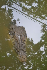 river swamp alligator crocodile that comes out of the nest