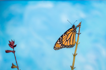 Monarch Butterfly, Danaus plexippuson, on flower stem blue background copy space