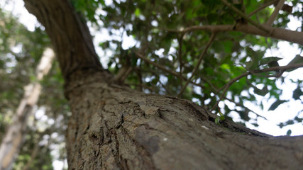 tree in the forest