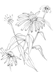 echinacea flowers graphic black and white linear pattern, botanical sketch isolated on a white background