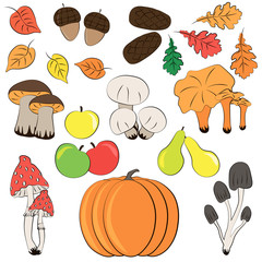 Autumn Vector illustration Set of vegetables, mushrooms, cones and acorns, leaves and fruits on white background. Autumn halloween or thanksgiving pumpkin, graphic icon. For print, invitation, web.