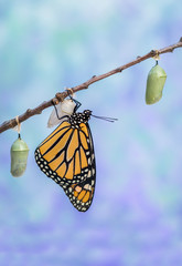 Monarch Butterfly, Danaus plexippuson, drying wings next to three Chrysalides blue background