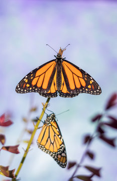 Two Monarch Butterflies, Danaus plexippuson, on same flower stem blue purple background portrait