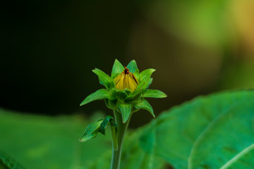 Zinnia flower
