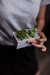 hands holding  succulents