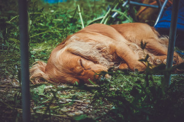 dog sleeping on the grass