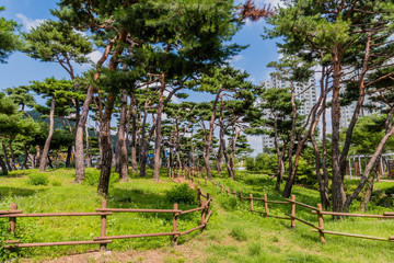 Fototapeta premium Landscape of beautiful urban park under blue sky