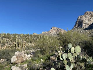 desert mountain cactus
