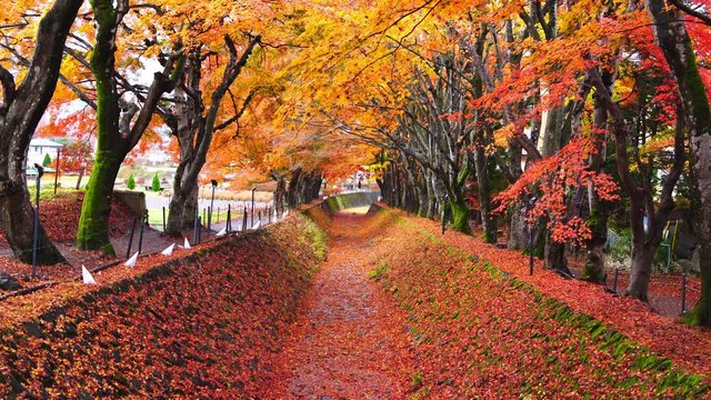 Red maple corridor Momiji Kairo at Kawaguchiko Lake, Japan in autumn. Maple tree branches swaying in the wind with red maple leaves falling down. Japan travel and environmental conservation concept.
