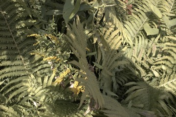 spider web on the tree