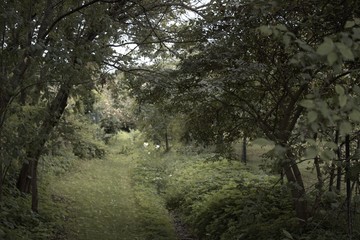 Obraz premium trees in the forest