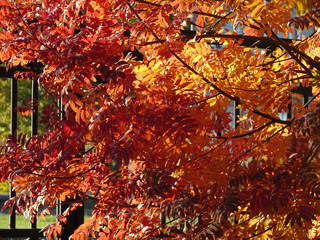 bright red and yellow autumn rowan leaves on the background of the sky, forest autumn background