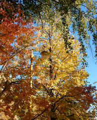 yellow street lamp among festive autumn yellow and red foliage against blue sky