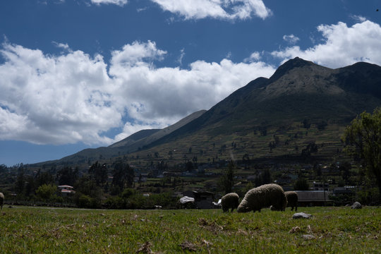 cerro cotacachi de fondo mientras las obejas coen pasto