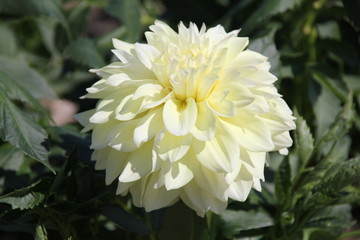やや黄色みがかった白いダリア