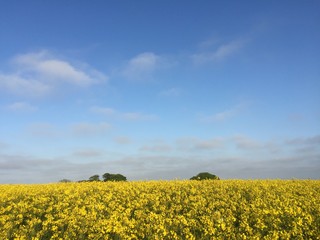 Fototapeta premium Field