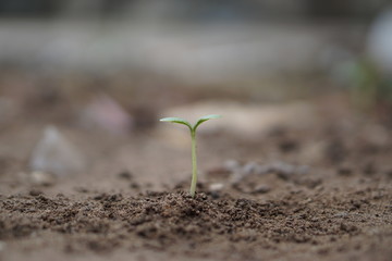 Closeup seedling are growing out from soil.